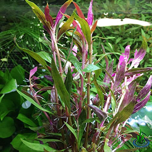 Greenpro | Alternanthera Reineckii 3 Bundles Scarlet Temple Red Stem Bundle Freshwater Live Aquarium Plants Midground Fish...
