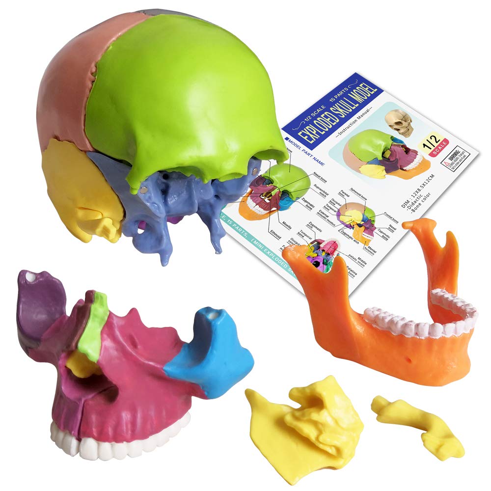 New Anatomy Skull Model 15 Parts Human Anatomy Exploded Skull Detachable Palm-Sized Mini Human Color Medical Skull Model,Medical Dental Clinic Teaching Equipment,Learning with Color Study Manual