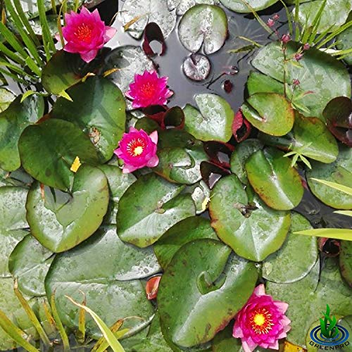 Live Water Lily Tuber Nymphaea James Brydon Pink Hardy Aquatic Plants for Aquarium Freshwater Fish Pond Garden