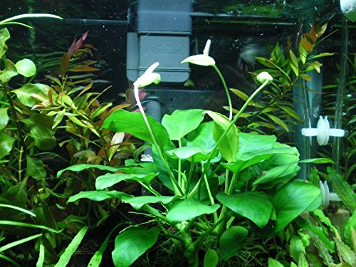Greenpro Anubias Barteri | Broad Leaf XXL Mother Potted Live Aquarium Plant for Freshwater Fish Tank
