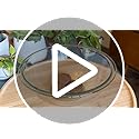DIY Bonsai Tree Kit for Beginners – 5X Unique Japanese Bonzai Trees | Complete Indoor Bonsai Starter Kit for Growing Bonsa...