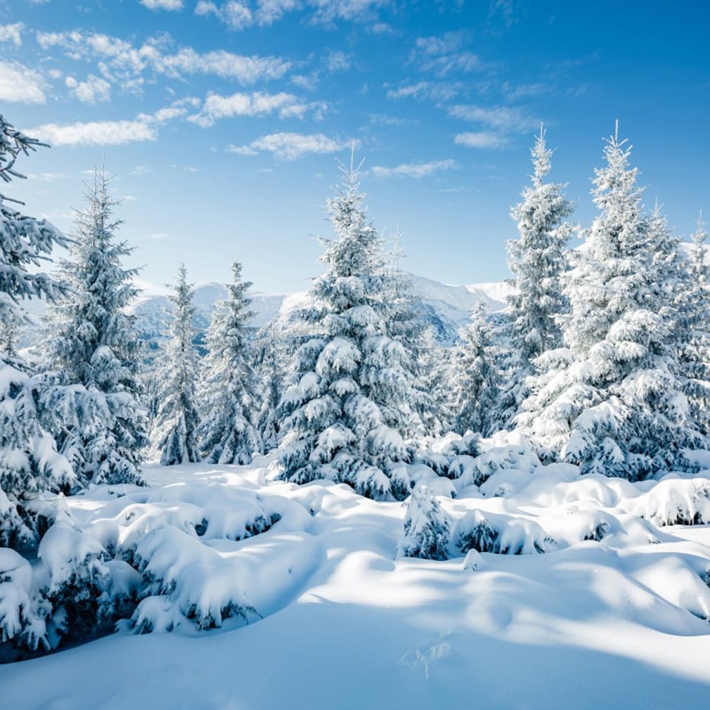 Aofoto 8X8Ft Snowy Forest Scenery Backdrop Snow Covered Fir Pine Trees Snowscape Photography Background Winter Snowfield Landsca