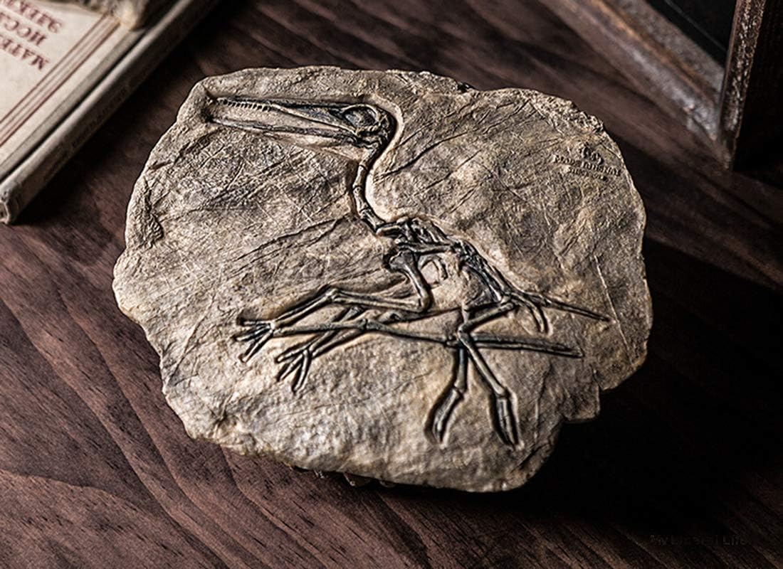 XINDAM Resin Dinosaur Fossil Statue Model Simulated Skeleton Home Office Display Decorative Craft Box Decoration (Style 3)