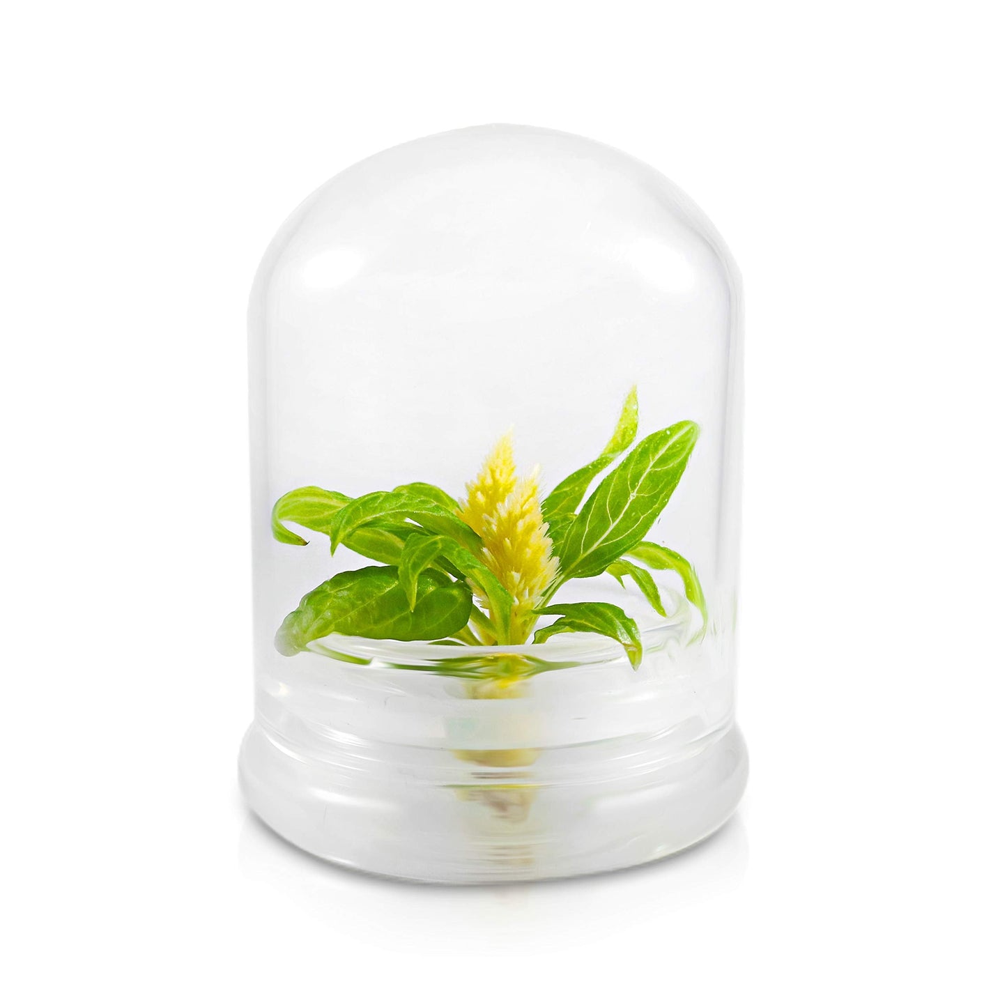BLOOMIFY Celosia Flower Terrarium, Zero Care, Cockscomb, 4" Jar