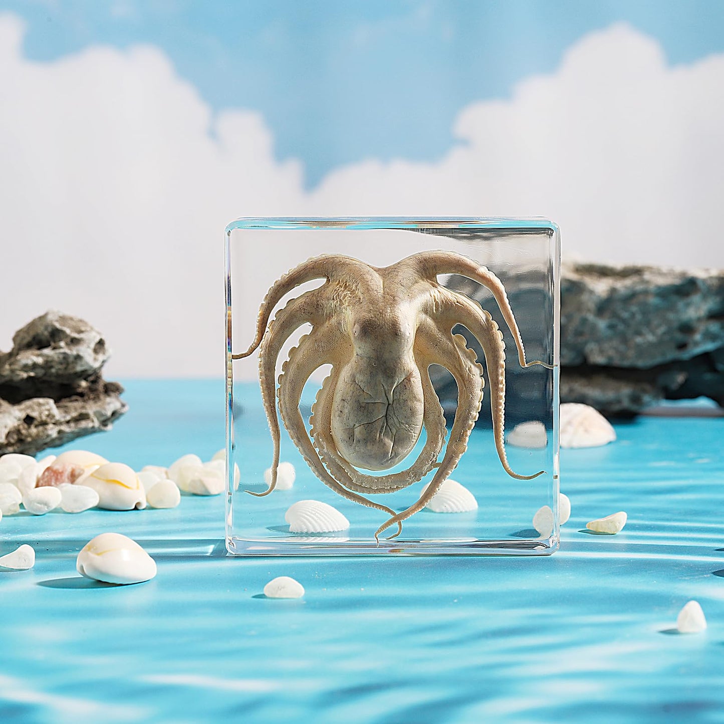 Taxidermy Octopus, Real Octopus Specimens Animal Specimen in Resin for Science Classroom Science Education, Great Gift for Fans of Taxidermy, Animal Skull, Oddities, Biology (3 x 3 x 1 inch)