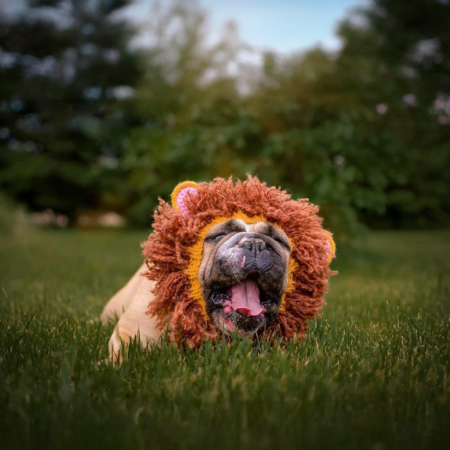 Zoo Snoods Lion Costume - Knit Mane Dog Snood Ear Wrap for Pets, Warm Neck Cover for Halloween and Winter (Medium)