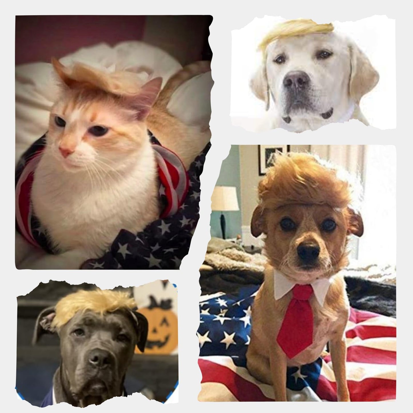 Pet Cat/Dog Blonde Wig with Tie - Iconic and Playful Toupee Hat, Cosplay Dress Up Clothing Costume Halloween Accessories (RedTie, L)