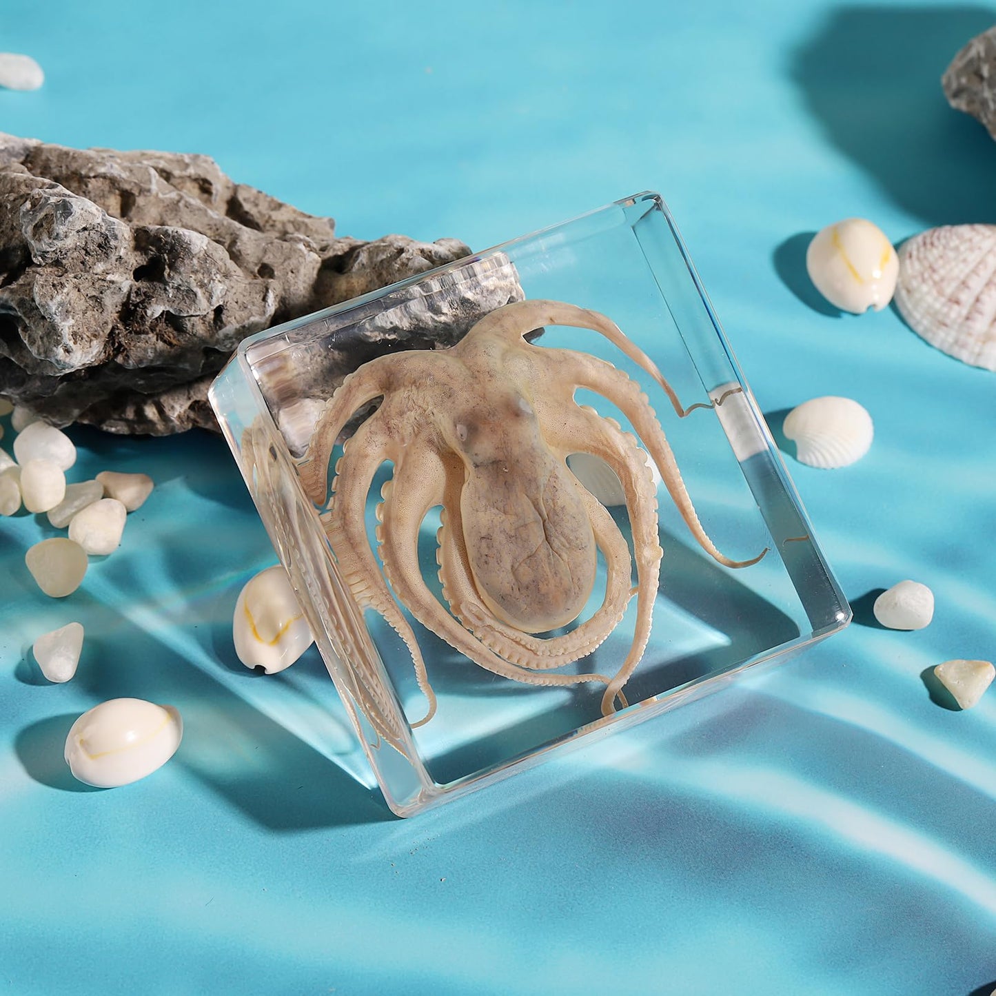 Taxidermy Octopus, Real Octopus Specimens Animal Specimen in Resin for Science Classroom Science Education, Great Gift for Fans of Taxidermy, Animal Skull, Oddities, Biology (3 x 3 x 1 inch)