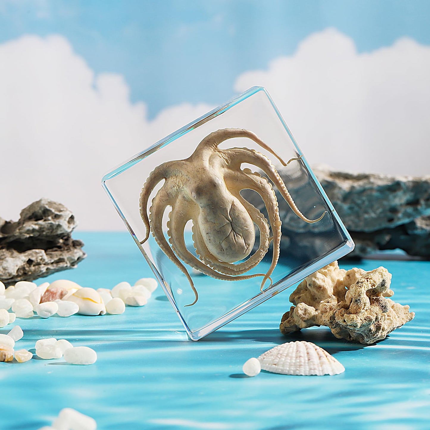 Taxidermy Octopus, Real Octopus Specimens Animal Specimen in Resin for Science Classroom Science Education, Great Gift for Fans of Taxidermy, Animal Skull, Oddities, Biology (3 x 3 x 1 inch)