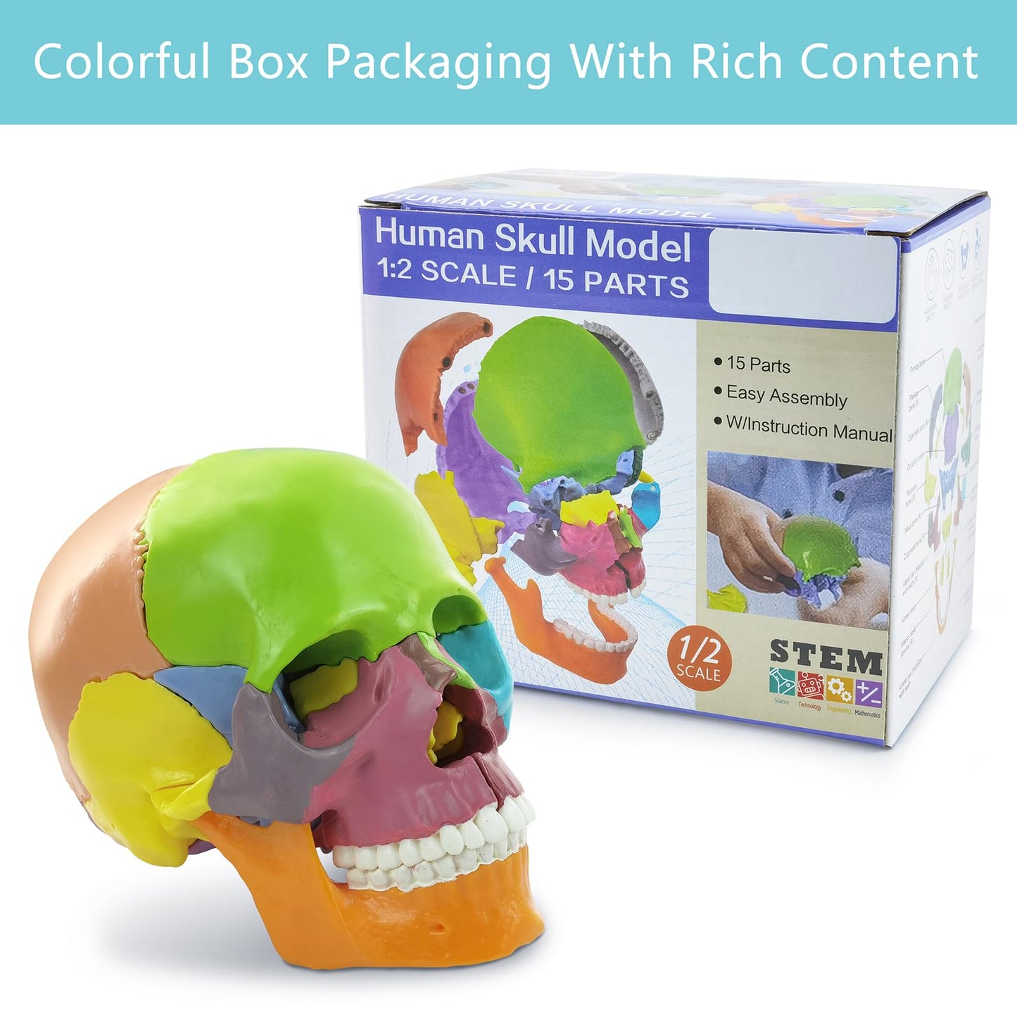New Anatomy Skull Model 15 Parts Human Anatomy Exploded Skull Detachable Palm-Sized Mini Human Color Medical Skull Model,Medical Dental Clinic Teaching Equipment,Learning with Color Study Manual