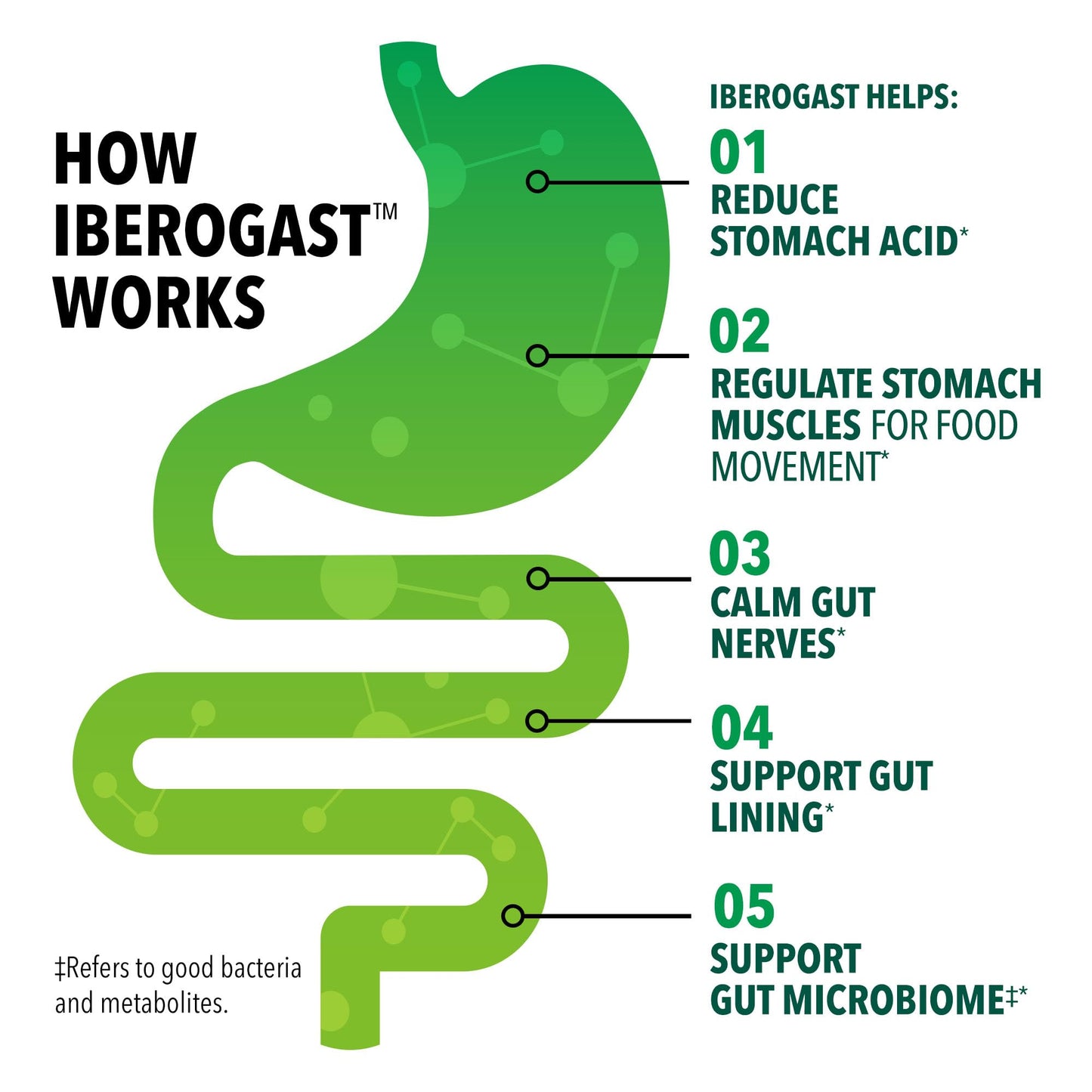 Iberogast Softgels, Herbal Relief of Stomach Upsets: Occasional Indigestion, Bloating, Gas, Nausea, Upset Stomach; 6-Herb Blend with Iberis Amara, Peppermint, Licorice, Lemon Balm; 30ct