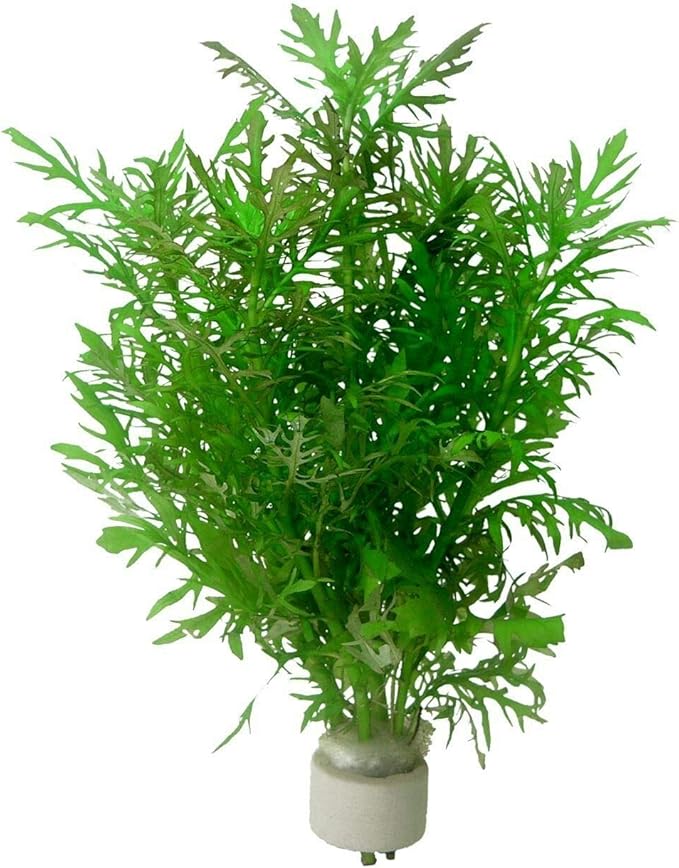 Live Aquarium Plants Hygrophila Difformis Bunch Water Wisteria Aquarium Plant Live PNF22