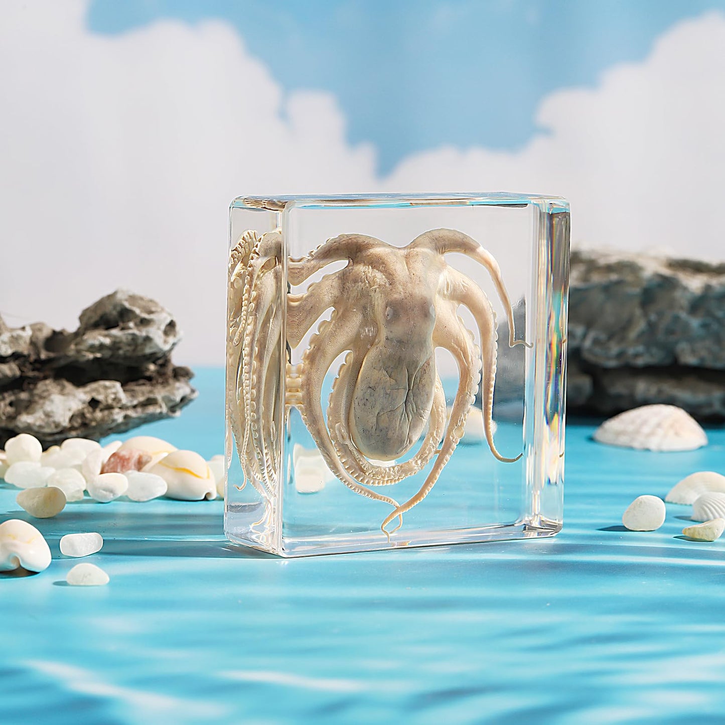 Taxidermy Octopus, Real Octopus Specimens Animal Specimen in Resin for Science Classroom Science Education, Great Gift for Fans of Taxidermy, Animal Skull, Oddities, Biology (3 x 3 x 1 inch)