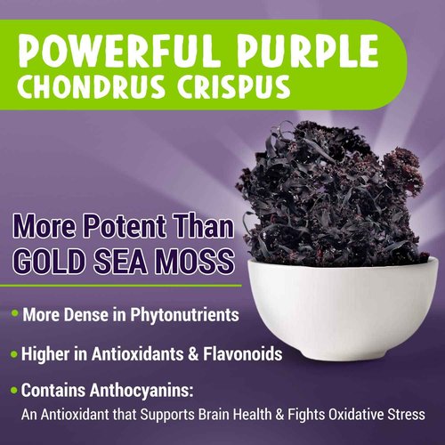 Maju Superfoods Super Sea Moss & Black Seed Oil Bundle
