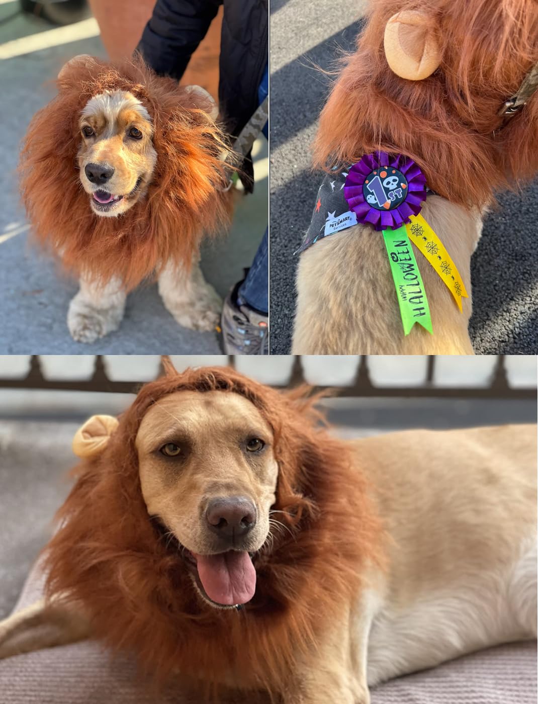 Dog Lion Costume,Dog Costumes for Medium Large Dogs,Dog Lion Mane, Dog Halloween Costumes, Lion Mane for Dog, Fits Neck Size 19"- 29"