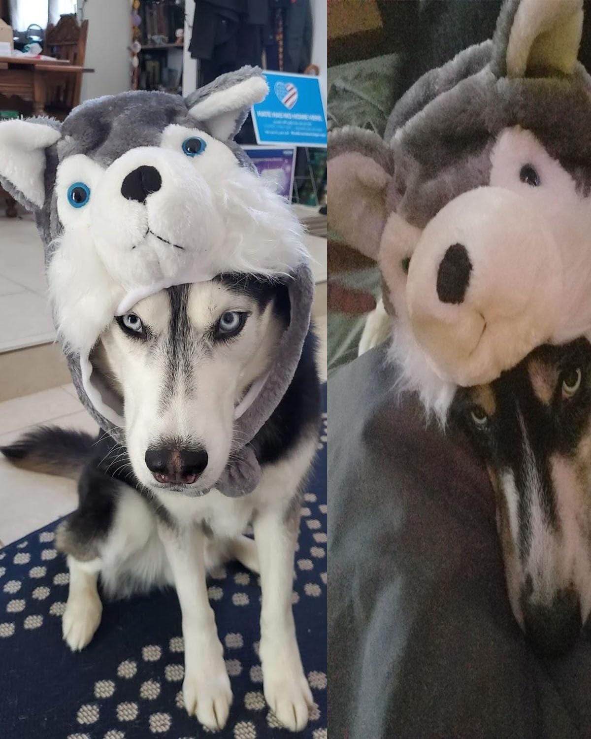 GADMEXILY Plush Husky Animal Hat for Halloween Christmas,Cozy Funny Hats Novelty Party Cap for Kids Girls Boys - One Size (Husky)