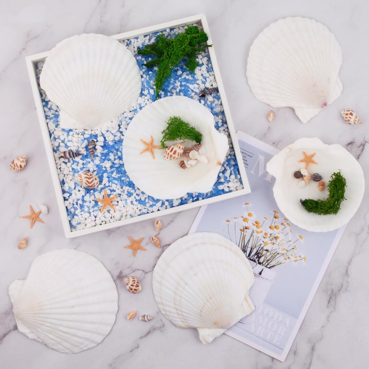 6PCS Scallop Shells for Crafts 4''-5'' Natural White Large Shells Decoration for DIY Craft Painting, Home Decor, Baking and Beach, Wedding Party Decoration