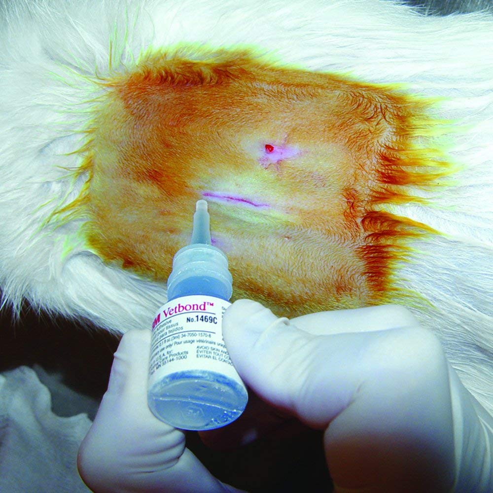 3M Vetbond Tissue Adhesive 0.1 oz (3 mL) – Fast-Acting Veterinary Wound Glue for Pets, Surgical-Grade Skin Adhesive Sealant with Blue Tint for Precise Application, Includes Reusable Applicator Tips