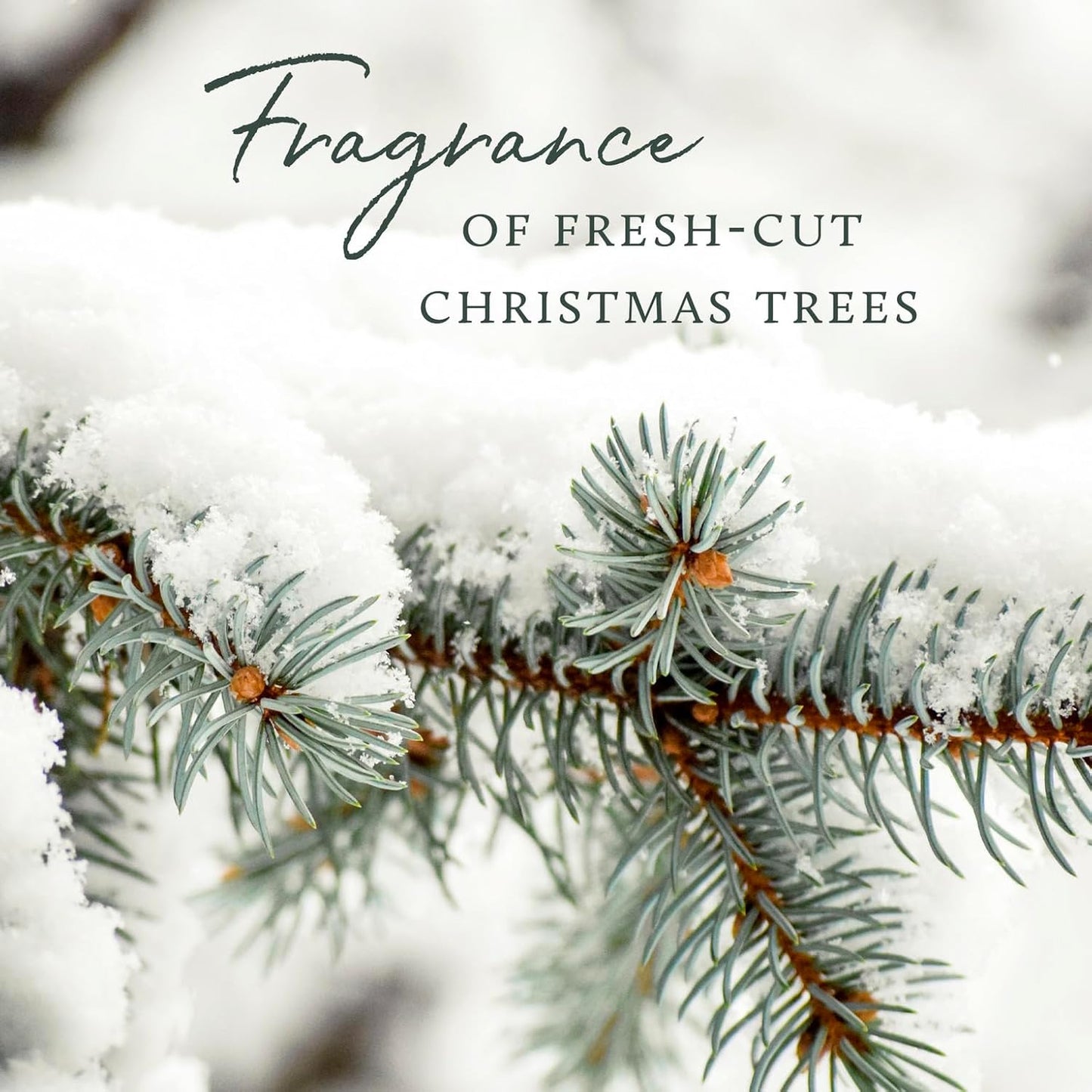 Thymes Frasier Fir Reed Diffuser Set – Includes Reeds, Fragrance Oil, and Frosted Glass Bottle – Fragrance Oil Diffuser – Room Fresheners – Luxury Home Decor – Silver (Statement, 4 fl oz)