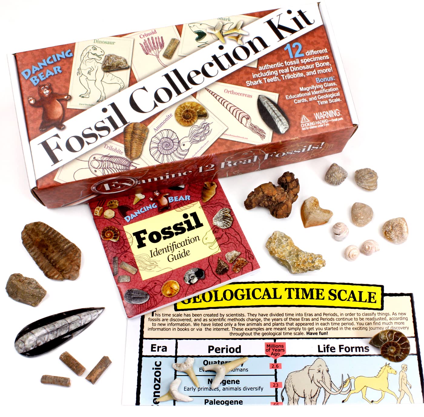 DANCING BEAR Fossil Collection Kit (12 pc Set) Real Shark Teeth, Dinosaur Bone, Coprolite (Poop!), Fossil ID Book, STEM Science Set