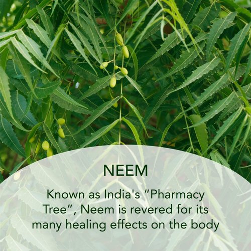 SUNDARI Neem Night Cream - 1.7 Fl Oz, Night time Moisturizer with Botanical Extracts, Wrinkle Repair & Hydration, Nourishes and Soothes Skin, Restores Natural Radiance, All Skin Types