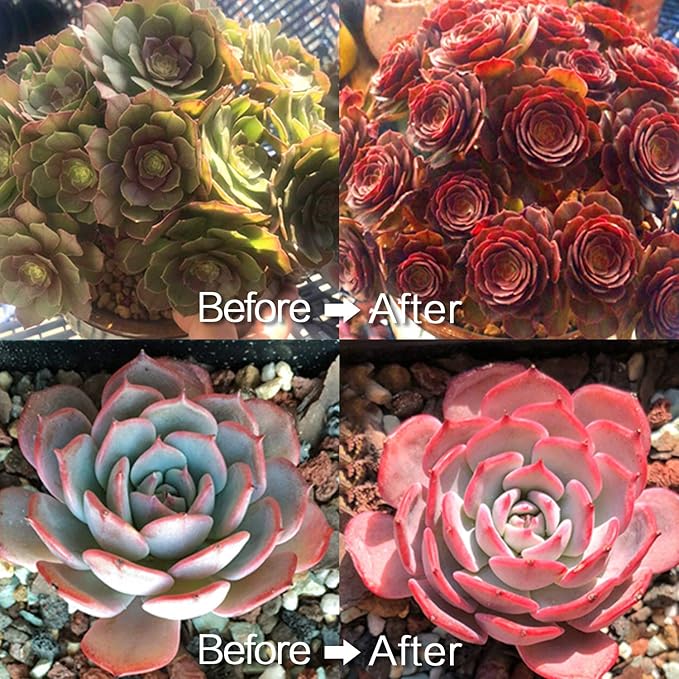 Smart LED Grow Lights for Indoor Plants - Real Time Sunlight Brightness Simulation, Full Spectrum Grow Light with 2-24 Hours Timer, Auto on/Off, Independent Control Dual Heads, Dimmable