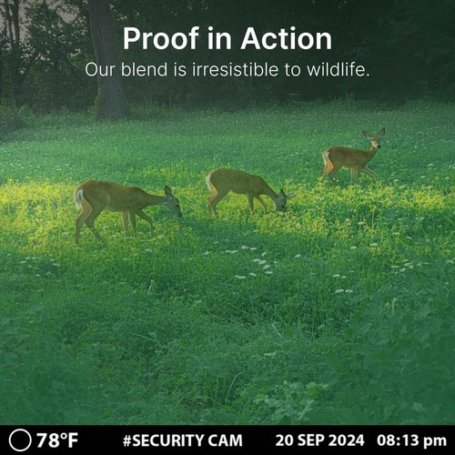 HIT LIST SEED® Triple Threat Clover Food Plot Seeds for Deer [Perennial] - Deer Food Plot Seed Perennial - Deer Plot Seed Mix - Ladino/Red/Crimson Clover - Spring, Summer & Fall Planting - 6 lbs