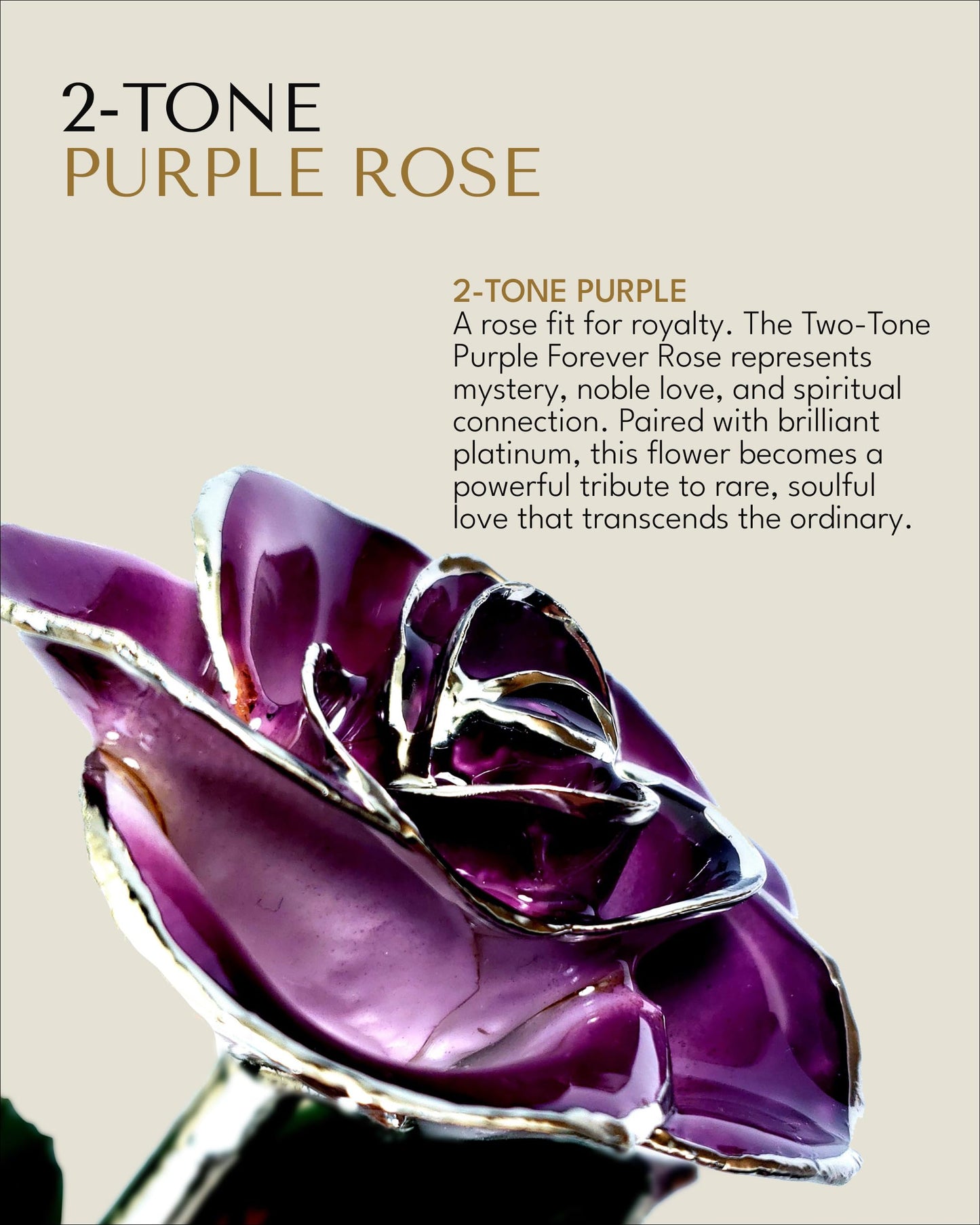 Forever Rose Real 2-Tone Purple Rose with Platinum Trimmed Petals and Platinum Stem, Handcrafted Preserved Rose in Luxury Gold Gift Box, Romantic Gift for Her, Elegant Gift for Any Occasion