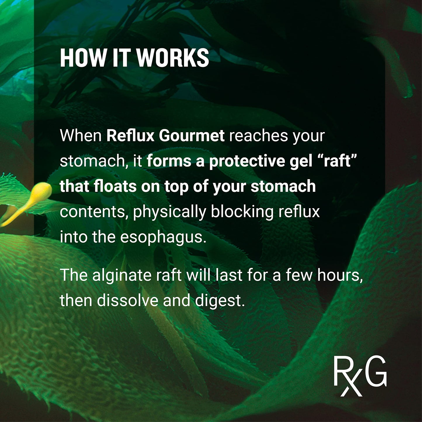 REFLUX GOURMET - Mint Chocolate Rescue All-Natural Alginate Therapy, Acid Reflux, GERD, LPR, Heartburn Relief, Made from All Natural Ingredients Considered Safe for Children and Pregnant Women