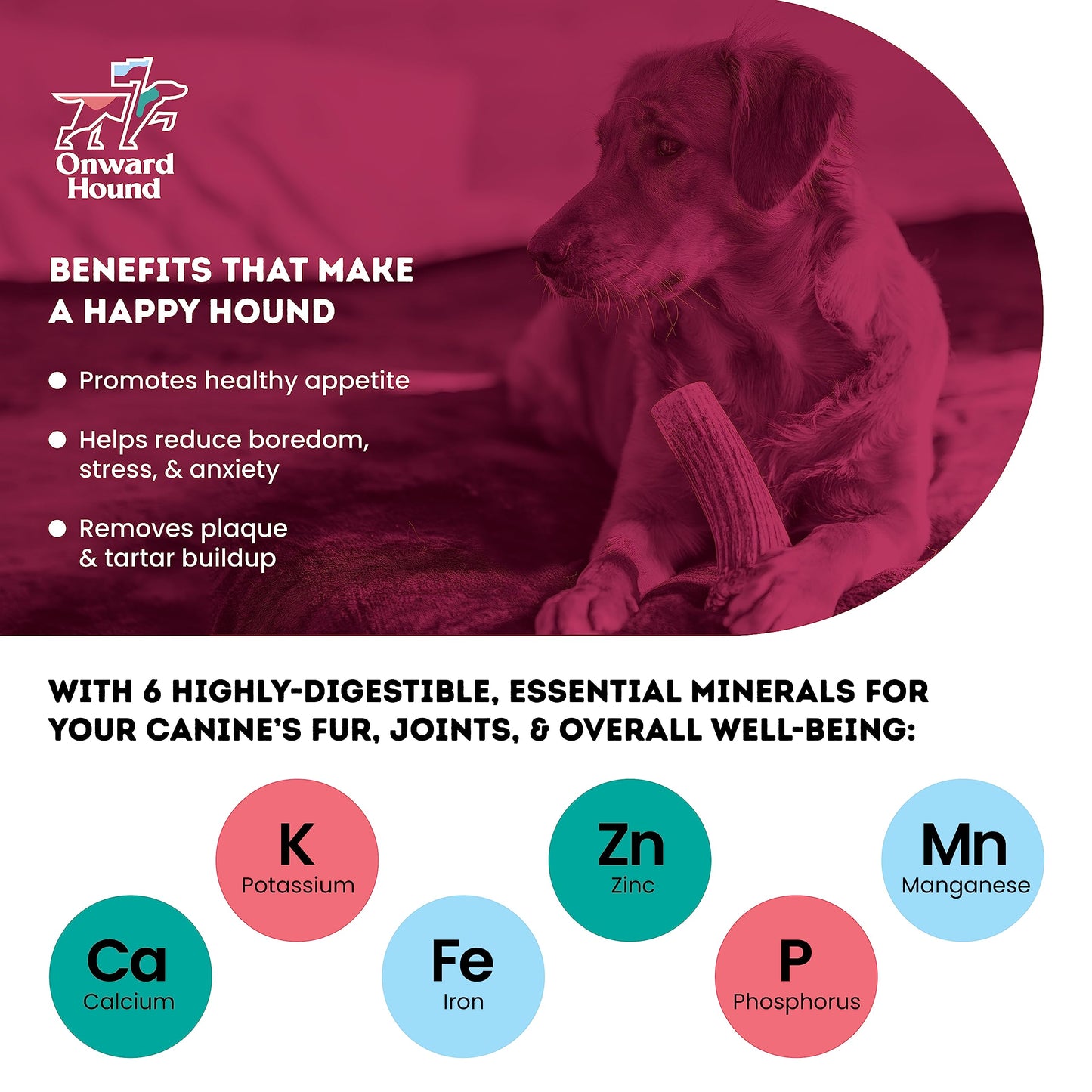 Onward Hound Elk Antlers for Dogs, 6"+ Medium 1-Pack, Grade A Long Lasting Chew for Aggressive Chewers, Premium USA Naturally Shed Antler - Healthy, No Odor, Durable Dog Chew for 15-35lb Breeds