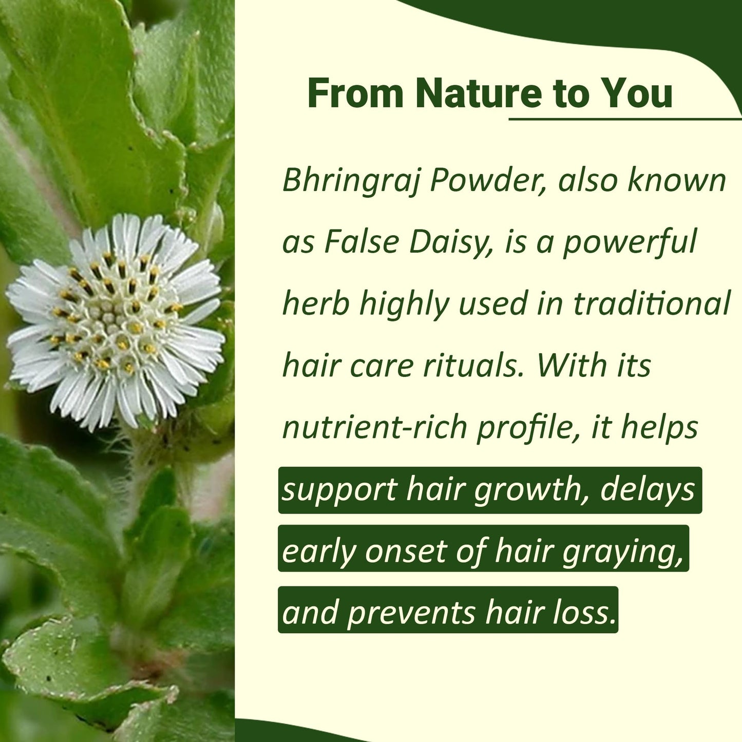 minature Bhringraj Powder (Eclipta Prostrata) | False daisy| Natural and Pure Dry leaves| Ideal for Oil & Pack | Improves Textur
