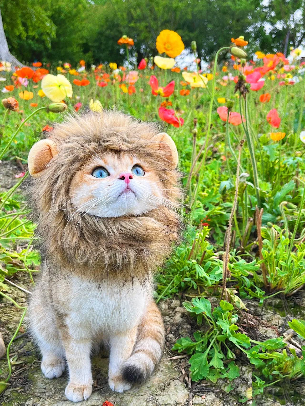 PenVinoo Lion Mane Wig for Cat,Dog and Cat Costume,Funny Pet Cat Costumes for Halloween Christmas, Parties, Photo Shoots (Size M, Melange Brown)