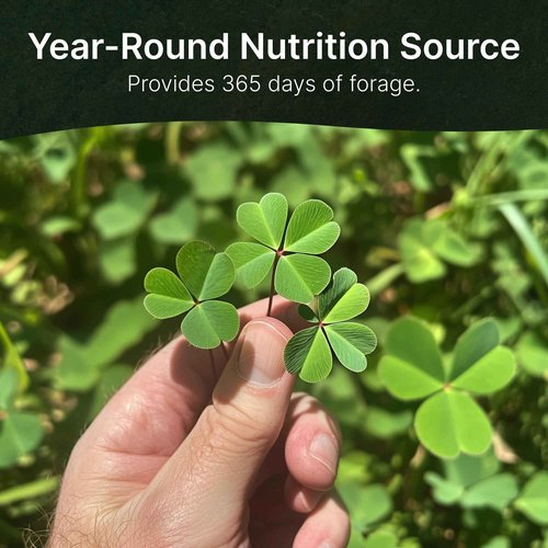 HIT LIST SEED® Triple Threat Clover Food Plot Seeds for Deer [Perennial] - Deer Food Plot Seed Perennial - Deer Plot Seed Mix - Ladino/Red/Crimson Clover - Spring, Summer & Fall Planting - 6 lbs
