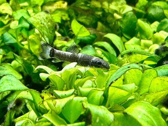 JungleAquashrimp Panda Garra Juvenile 0.75"-1" (2cm) Nano Fish Live Arrival Freshwater Fish Aquarium Garra Flavatra (2 Fish)
