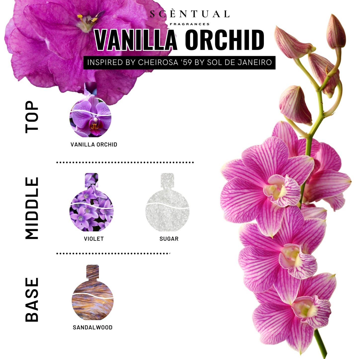 Scentual Fragrances, Luxury Perfume Oil, Ultra-Concentrated Women Roll-On Fragrance Oil, Long Lasting Rollerball Travel Mini Perfume, Vegan, Alcohol & Cruelty Free 10ml (Vanilla Orchid)