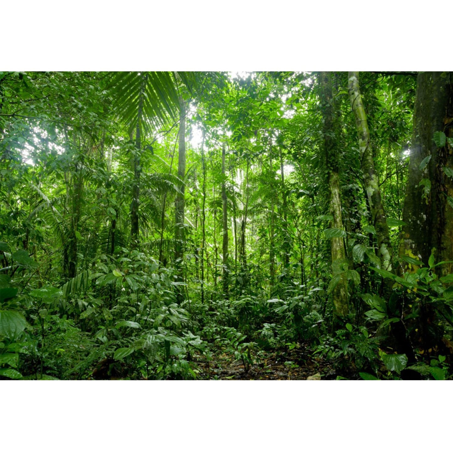 Yongfoto 12X8Ft Jungle Forest Trees Backdrops For Photography Summer Woods Wonderland Trees Plant Spring Nature Landscape Photog