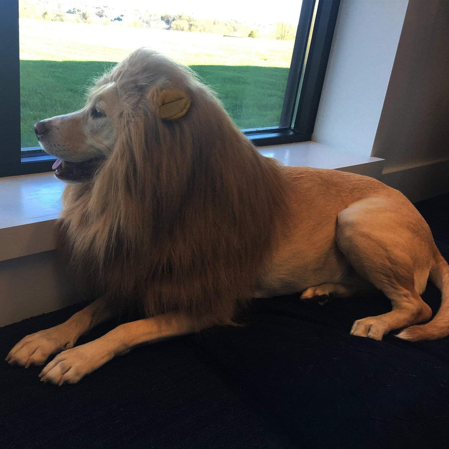 RWM Dog Lion Mane Costume - Pet Wig Clothes for Halloween Party - Lion Wig for Medium to Large Sized Dogs Lion Mane Funny Dogs