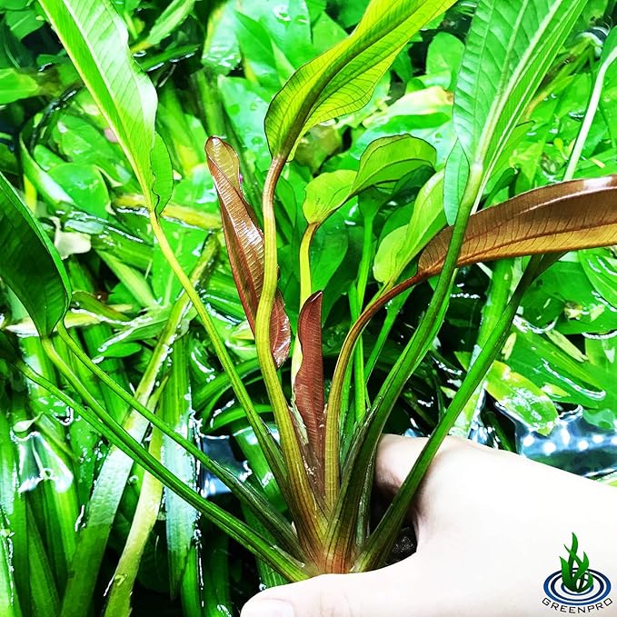 Echinodorus Sp Red Diamond Amazon Sword Potted Tall Background Live Aquarium Plants Decoration Tropical Freshwater Fish Tank
