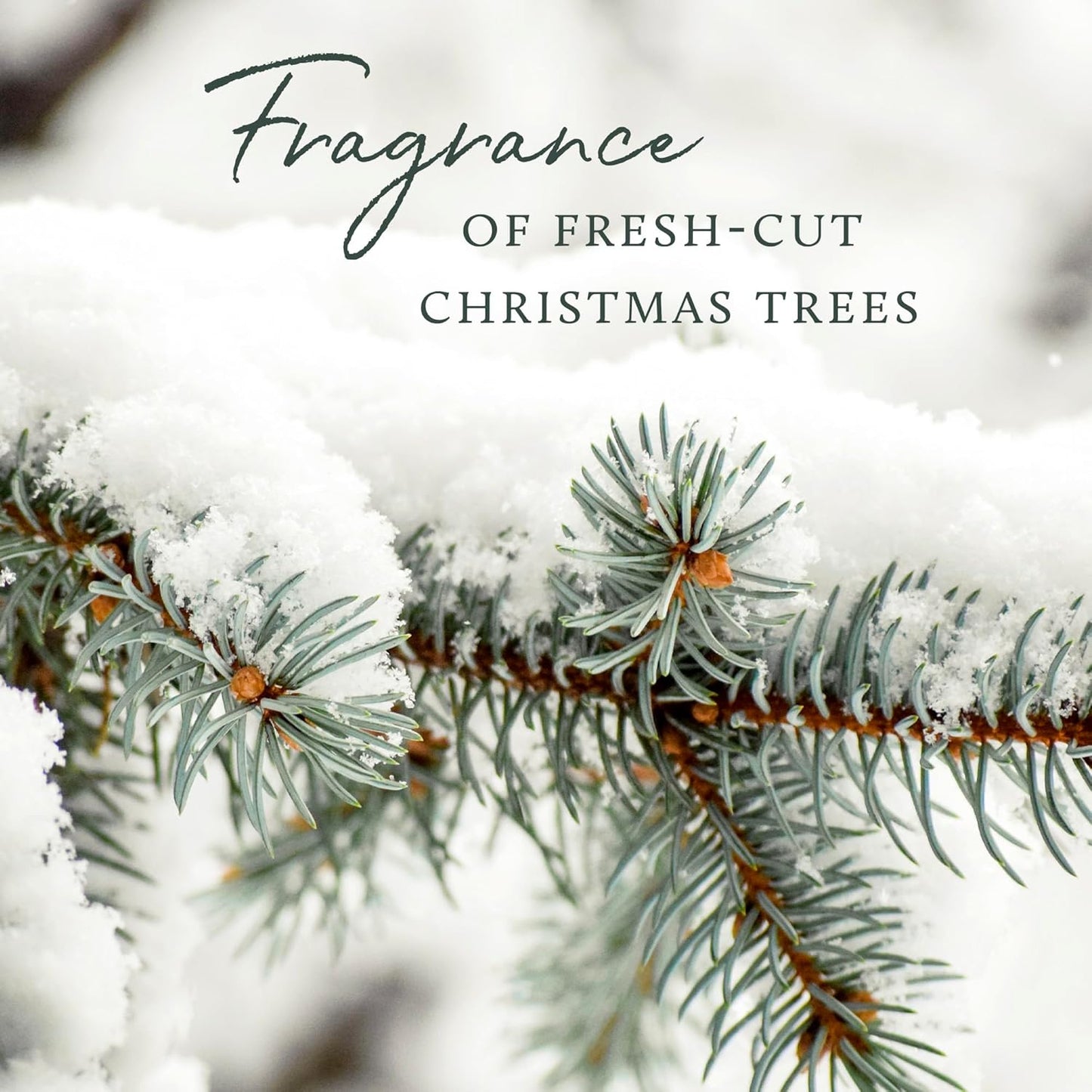 Thymes Frasier Fir Reed Diffuser Set – Includes Reeds, Fragrance Oil, and Frosted Glass Bottle – Fragrance Oil Diffuser – Room Fresheners – Luxury Home Decor – White (Flocked, 4 fl oz)
