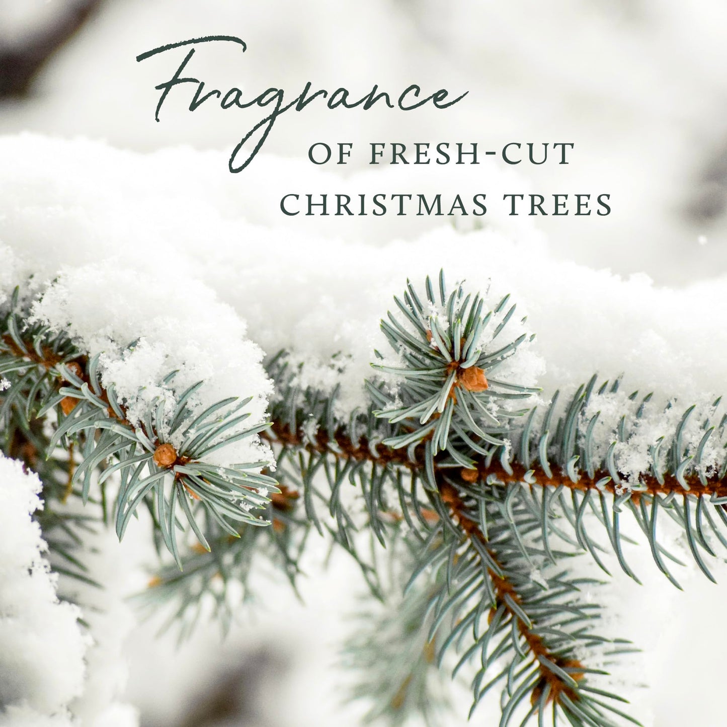 Thymes Frasier Fir Pine Needle Candle – Holiday Candles for Home Scented with Notes of Crisp Siberian Fir, Cedarwood & Sandalwood – Christmas Decor – Christmas Gifts for Women & Men (6.5 oz)