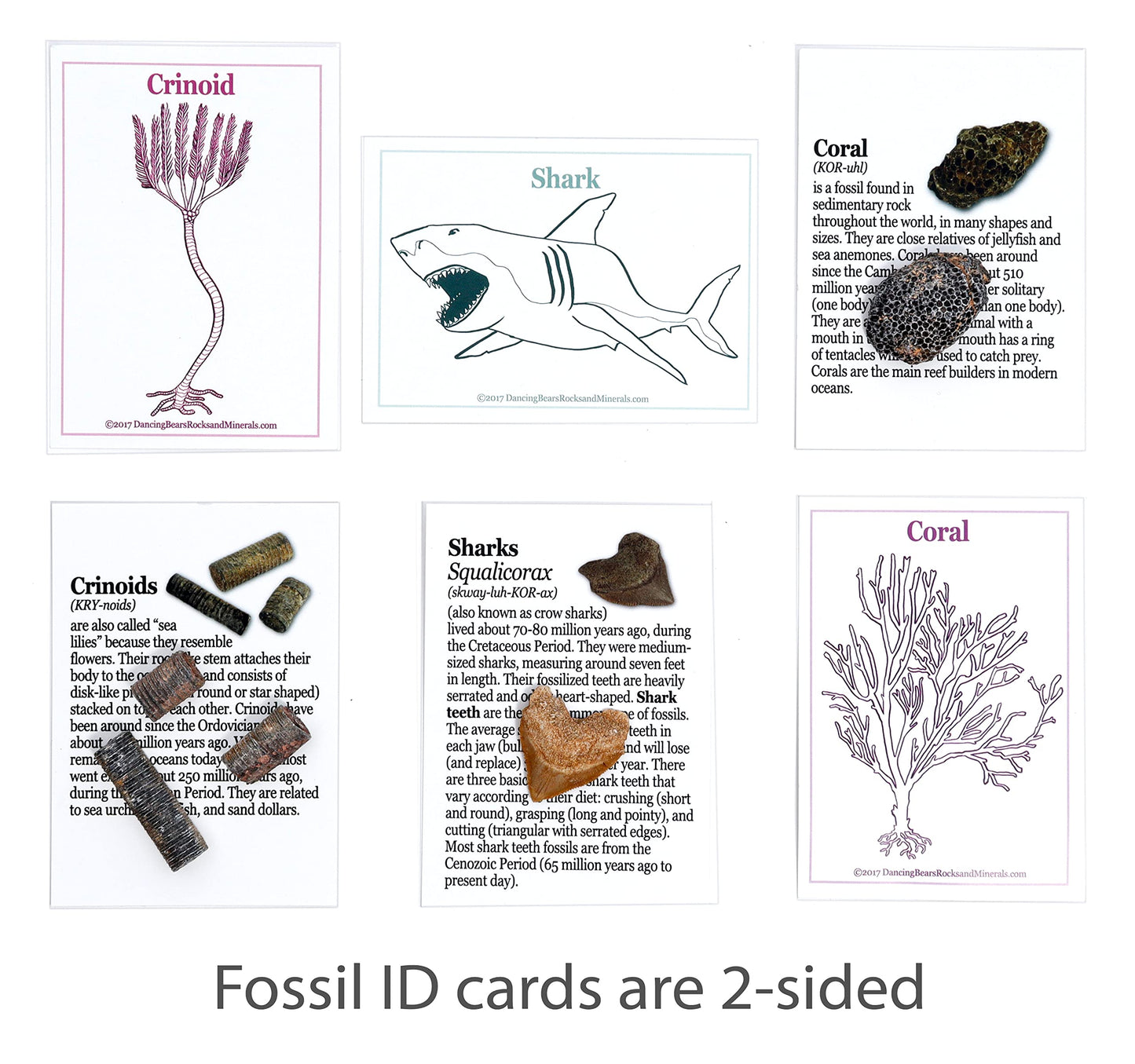 DANCING BEAR Fossil Collection Kit (12 pc Set) Real Shark Teeth, Dinosaur Bone, Coprolite (Poop!), Fossil ID Book, STEM Science Set
