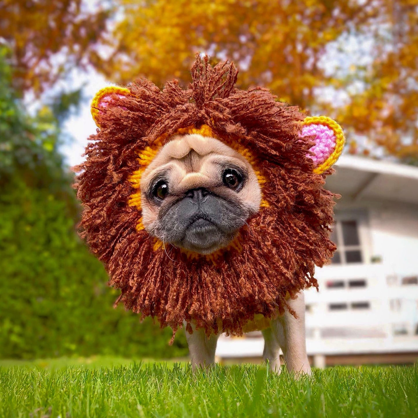 Zoo Snoods Lion Costume - Knit Mane Dog Snood Ear Wrap for Pets, Warm Neck Cover for Halloween and Winter (Medium)