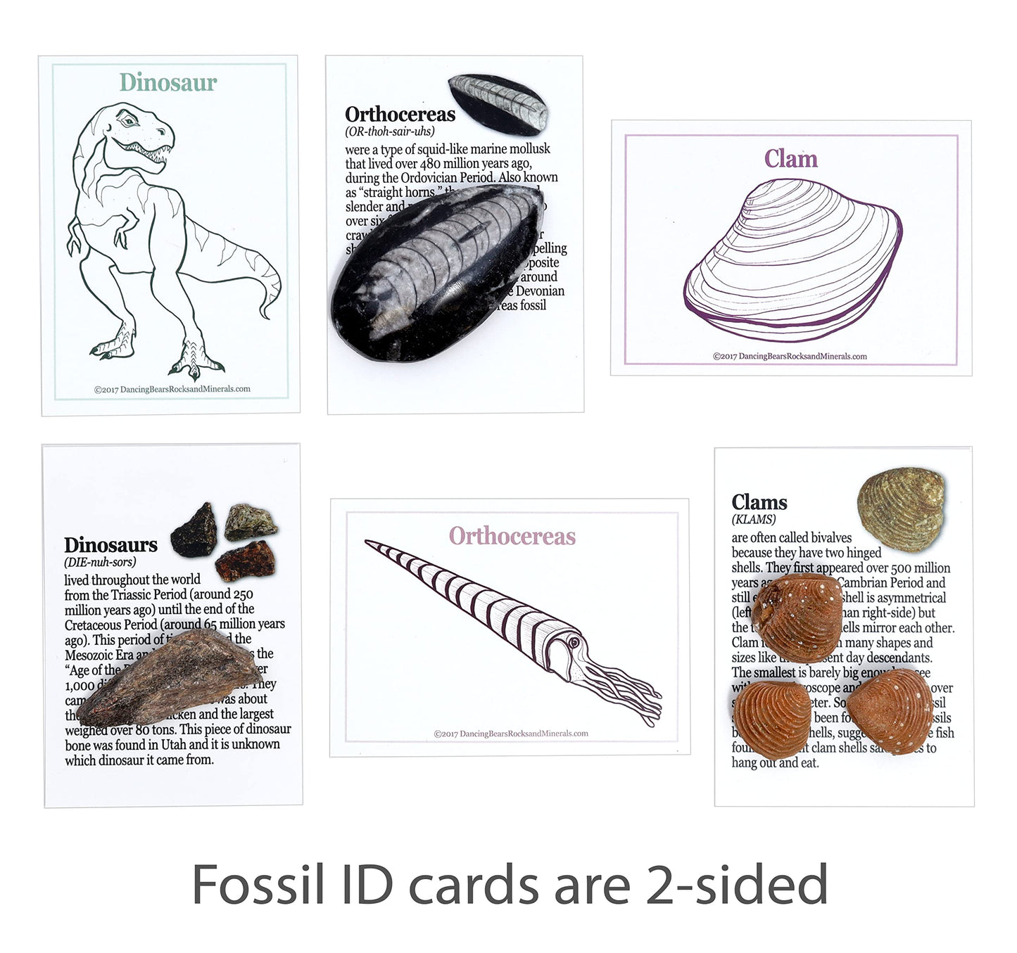DANCING BEAR Fossil Collection Kit (12 pc Set) Real Shark Teeth, Dinosaur Bone, Coprolite (Poop!), Fossil ID Book, STEM Science Set