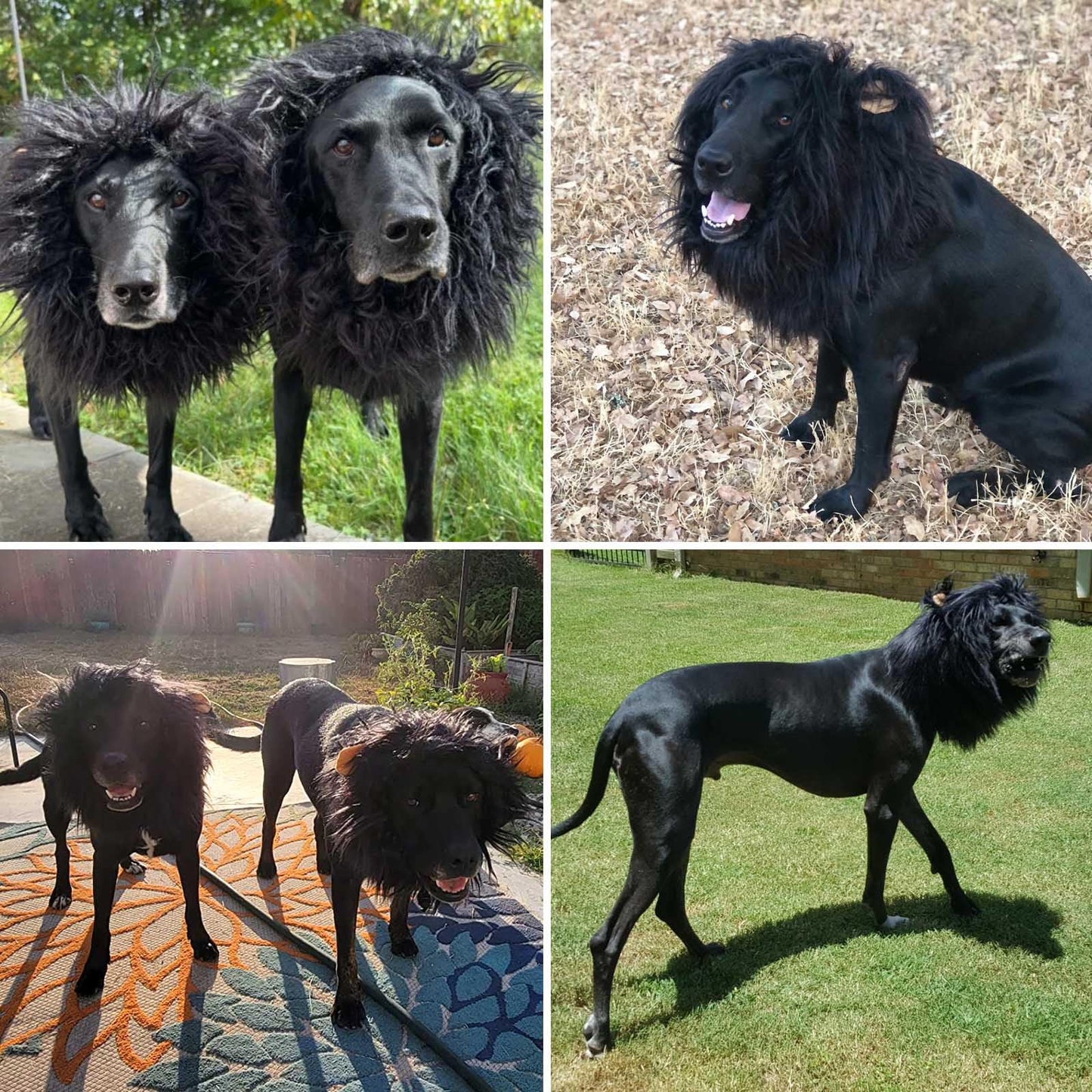 Realistic & Funny Lion Mane for Dogs, Dog Costume Complementary Lion Mane for Dog Halloween Costumes for Medium to Large Sized Dogs, Funny Dog Cosplay Vivifying Lion Mane Wig Accessory (Black)
