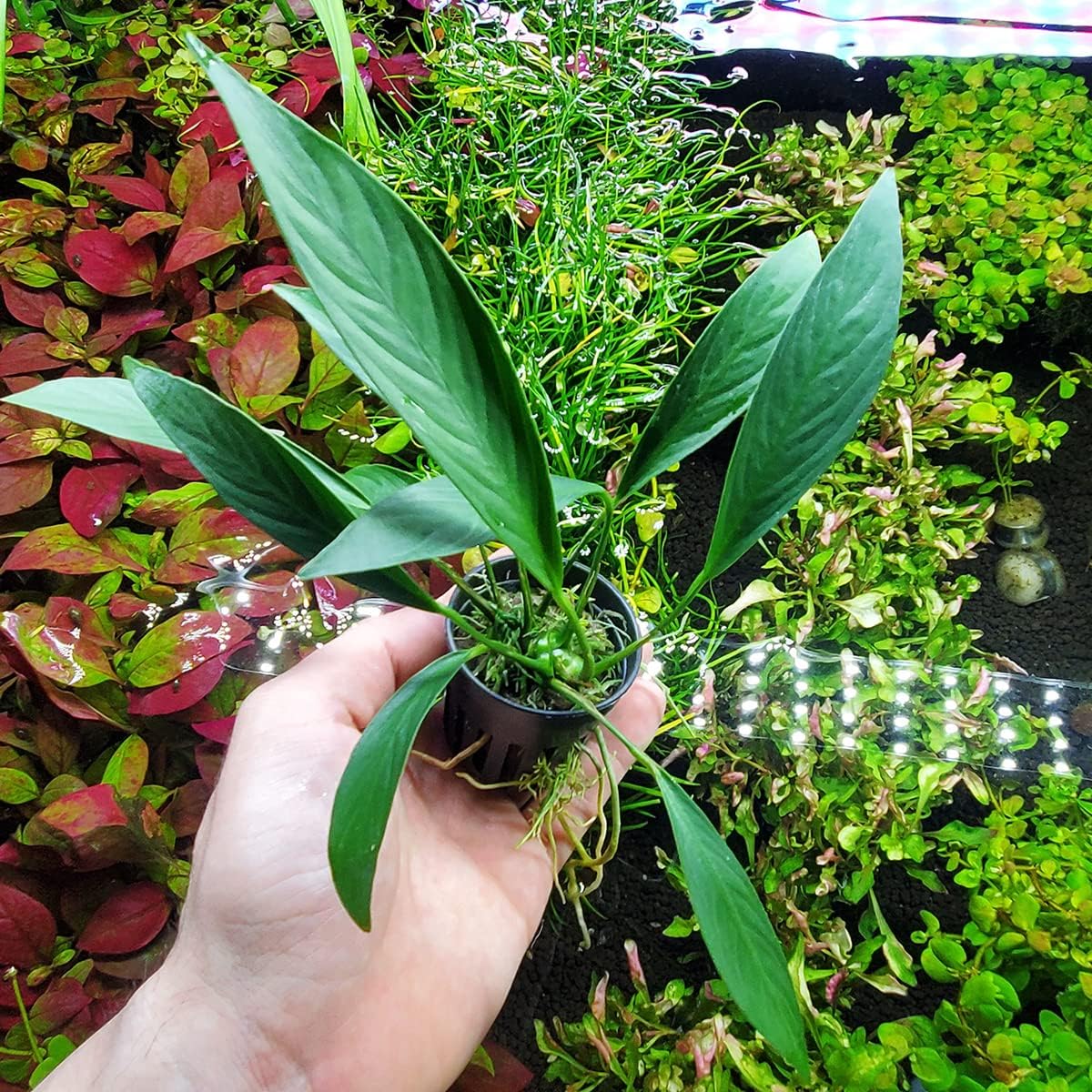 Anubias Live Aquarium Plants - Potted Freshwater Plant for Fish Tanks, Terrariums - Beginner Friendly Low Light (Glabra, 3 Pots)