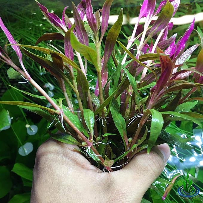 Greenpro | Alternanthera Reineckii 3 Bundles Scarlet Temple Red Stem Bundle Freshwater Live Aquarium Plants Midground Fish...