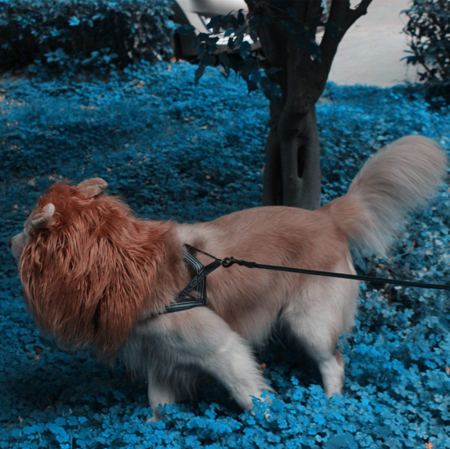 RWM Dog Lion Mane Costume - Pet Wig Clothes for Halloween Party - Lion Wig for Medium to Large Sized Dogs Lion Mane Funny Dogs