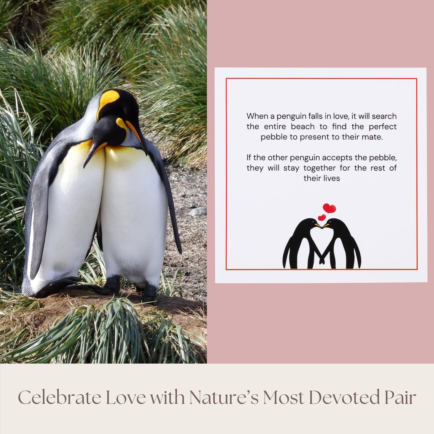 Wedding Anniversary Penguin Pebble Gift - Years Down, Forever to Go” Card & Happy Anniversary Box – Unique Gift for Husband, Wife, Boyfriend, Girlfriend – 1st 10th 25th 50th