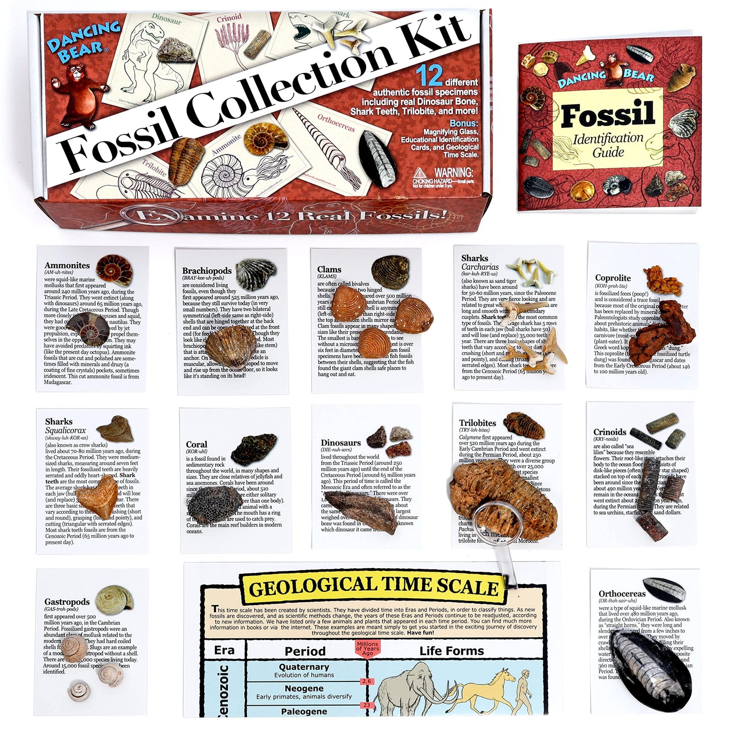 DANCING BEAR Fossil Collection Kit (12 pc Set) Real Shark Teeth, Dinosaur Bone, Coprolite (Poop!), Fossil ID Book, STEM Science Set