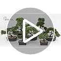 Artificial Bonsai Tree Juniper Faux Plants Indoor Small Fake Plants Decor with Ceramic Pots for Home Table Office Desk Bat...